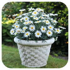 Marguerite Huisink Daisy x 3