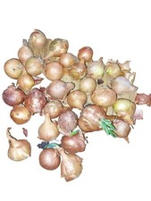 Red Sun Shallot Onion Sets - 20 Bulbs - Ready To Plant And Harvest This Year 