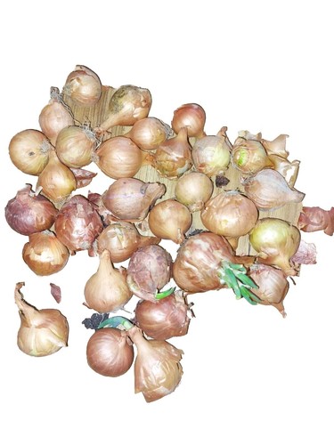 Red sun shallot onion - shallot,