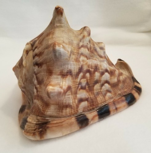 King helmet shell - shell, cassis