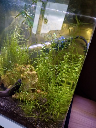Snail free guppy - snail,
