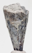 CONULARIID Fossil Specimen