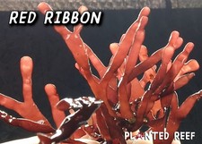 Red Ribbon FRAG | Macro Algae | Refugium | Macroalgae