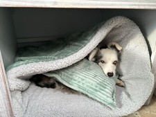 Sage  Jumbo Fleece Cord Dog