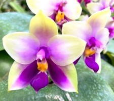 FRAGRANT Phalaenopsis bellina White Earth x Moonlight Sea -stunning orchid cross