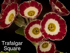Primula auricula plants -