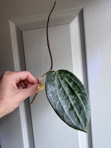 Hoya latifolia prev - hoya, (prev