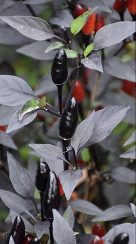 Zimbabwe black chilli - 2,