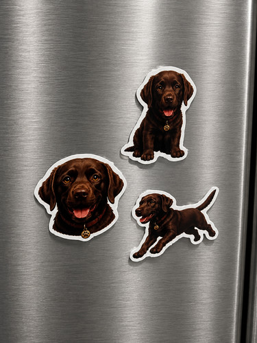 Chocolate labrador retriever - chocolate,