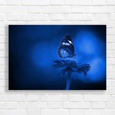 Breathtaking Butterfly On