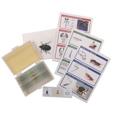 12 Prepared Insect Bug Parts