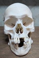 Anatomical, Medical Specimen, Skull, Human, Display Model, Real, Taxidermy