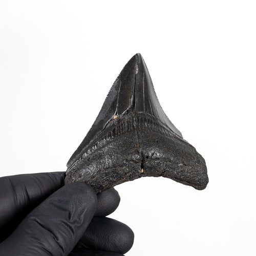 Inch megalodon shark tooth - megalodon,