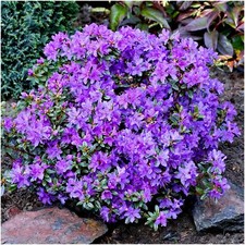 Dwarf Rhododendron Japonica 'St Merryn' | Evergreen Shrub | Pot Plant