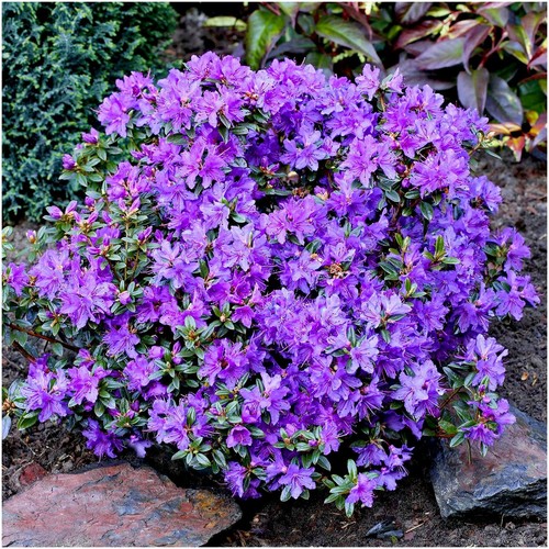 Dwarf rhododendron japonica - rhododendron,