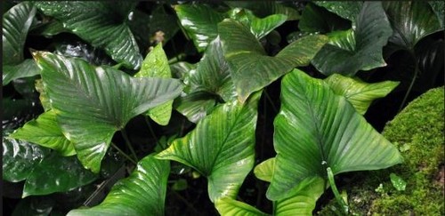 Anubias gracilis large live - large,