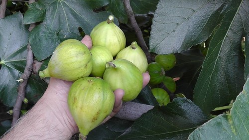 Fig tree superbly - fig,