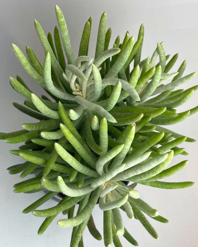 Senecio scaposus silver - senecio,