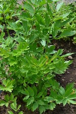 HERB  LOVAGE LEVISTICUM