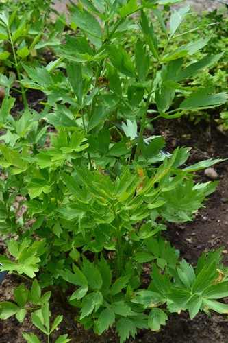 Herb lovage levisticum - lovage,