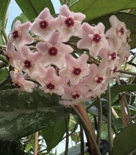 Hoya Carnosa AH 074 Plant