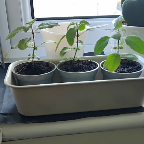Rama tulsi - tulsi, (indian)