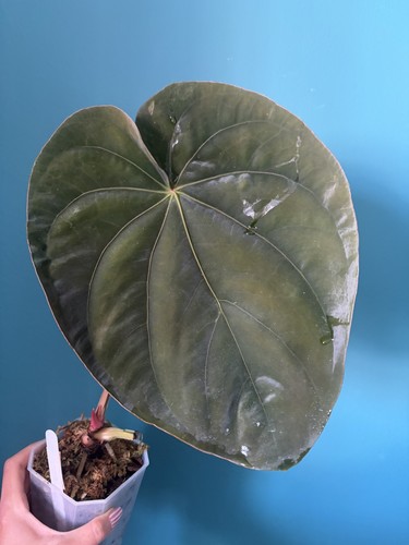 Anthurium dressleri
