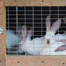 Galvanised Welded Wire Mesh Panels Chicken Run Rabbit Hutch Pet Coop Fence