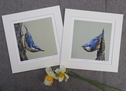 Nuthatch giclee print uk - nuthatch,