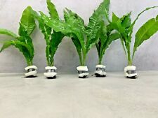 Java Fern X 5 BUNCHES Aquarium Plants Microsorum Pteropus LIVE With Free Weights