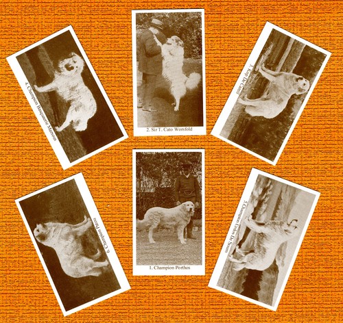 Pyrenean mountain dog - dog, six