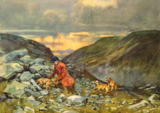 BORDER TERRIER DOG GREETING