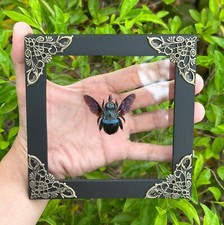Real Blue Carpenter Bee Framed