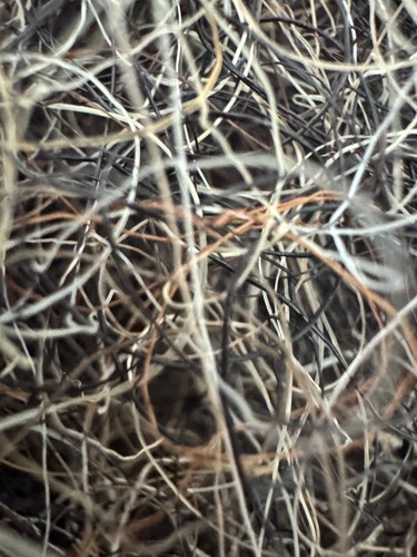 Horse hair upholstery - horse,