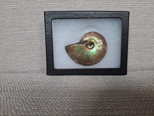 Ammonite fossil iridescent - fossil, /