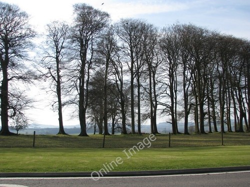 Photo 6x4 trees along the - photo,