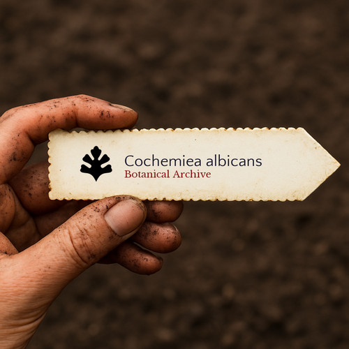 Cochemiea albicans seeds - cochemiea,