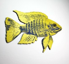 African Cichlid Fish Peacock, Lemon Jake Aulonocara Freibergi, Wall art
