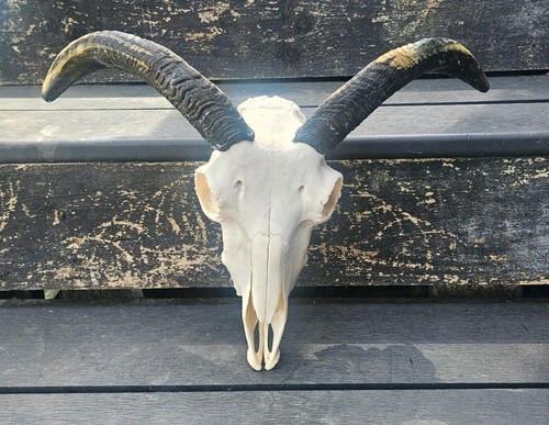 Sheep skull taxidermy art - sheep,