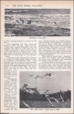 WILDFOWLING WITH A CAMERA ON A SMALL ISLAND IN THE MIDDLE OF THE TIDEWAY. BY GUY