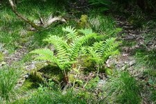 Woodland fern plants 5 - fern,
