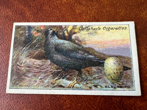 Gallaher birds nests eggs - birds,