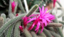 3x Rat Tail Cactus - Aporocactus Flagelliformis - rooted