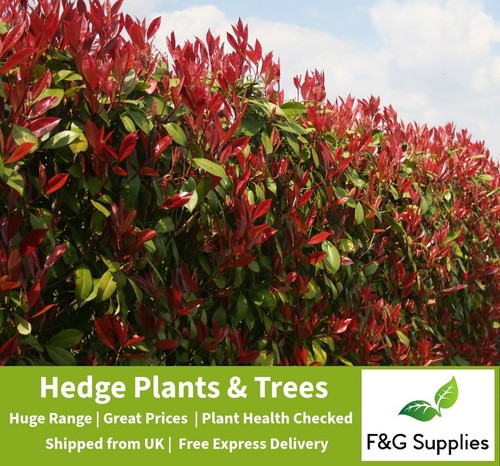 Photinia red robin - red, evergreen