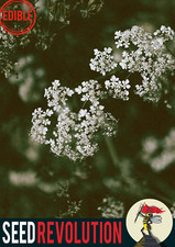 Cow Parsley Wildflower Seeds