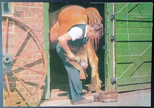 Farrier shoeing horse - shoeing,