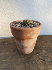 Vintage Terracotta Pots