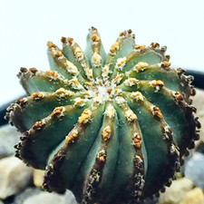 Geohintonia mexicana PP223 Very Rare UK Grown Own Roots