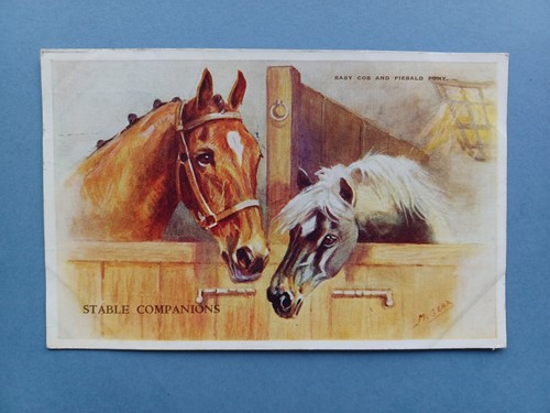 1955 baby cob horse - 1955,