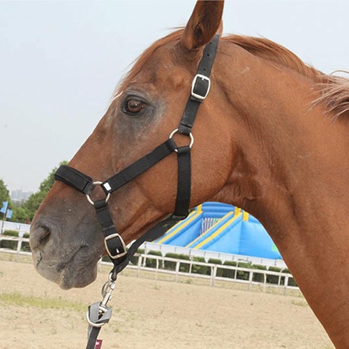Durable horse bridle - horse,